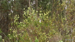Leucadendron loeriense