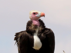 Trigonoceps occipitalis