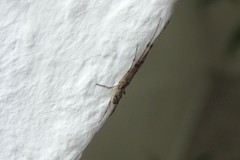 Tetragnatha nigrita