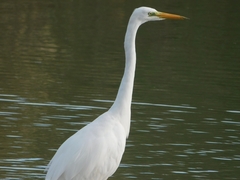 Ardea alba alba