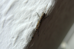 Tetragnatha nigrita