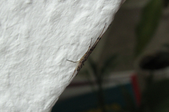 Tetragnatha nigrita
