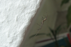 Tetragnatha nigrita