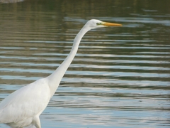 Ardea alba alba