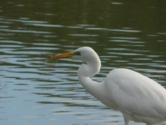 Ardea alba alba