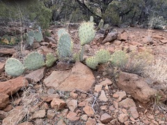 Opuntia phaeacantha