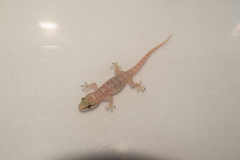 Hemidactylus robustus