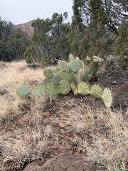 Opuntia phaeacantha