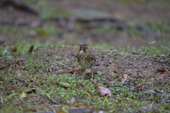 Turdus cardis