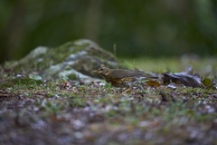 Turdus cardis