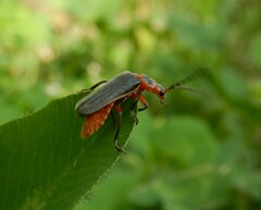 Atalantycha bilineata