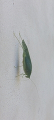 Anaulacomera