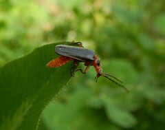 Atalantycha bilineata