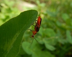 Atalantycha bilineata