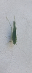 Anaulacomera