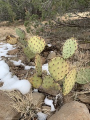 Opuntia phaeacantha