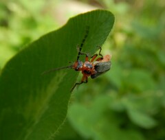 Atalantycha bilineata