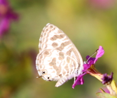 Leptotes plinius