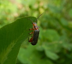 Atalantycha bilineata