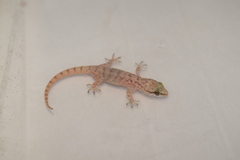 Hemidactylus robustus
