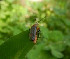 Atalantycha bilineata