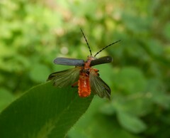 Atalantycha bilineata