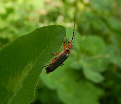 Atalantycha bilineata