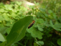 Atalantycha bilineata