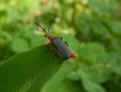 Atalantycha bilineata