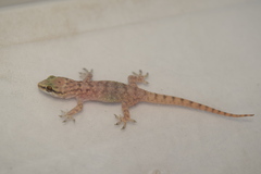 Hemidactylus robustus