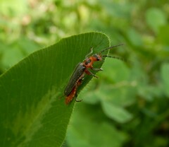 Atalantycha bilineata