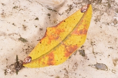 Hypochrosini