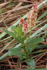 Acalypha villicaulis