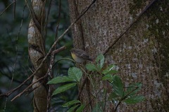 Ficedula mugimaki