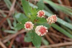 Acalypha villicaulis