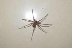 Loxosceles rufescens