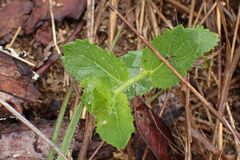 Acalypha villicaulis