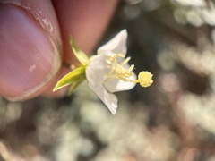 Chylismia claviformis aurantiaca