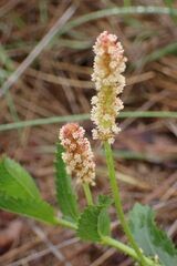 Acalypha villicaulis