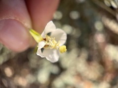 Chylismia claviformis aurantiaca