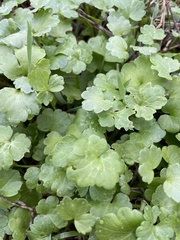 Ranunculus parviflorus