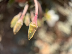Chylismia claviformis aurantiaca