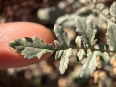 Chylismia claviformis aurantiaca