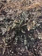 Chylismia claviformis aurantiaca