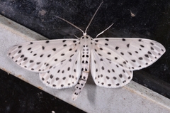 Percnia