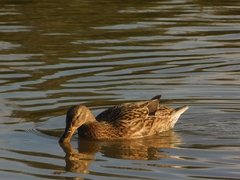 Anas platyrhynchos platyrhynchos