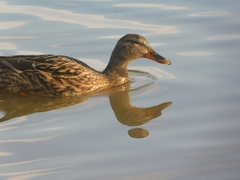 Anas platyrhynchos platyrhynchos