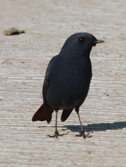 Phoenicurus fuliginosus