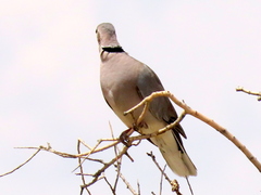 Streptopelia capicola damarensis