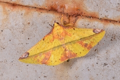 Hypochrosini